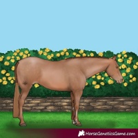 Horse Color:Bay Pearl 