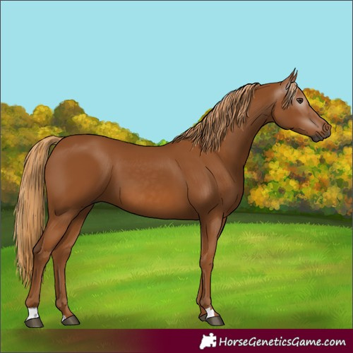 Horse Color:Gray Chestnut 