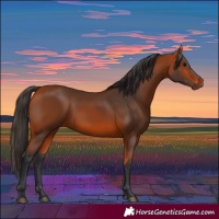 Horse Color:Bay 