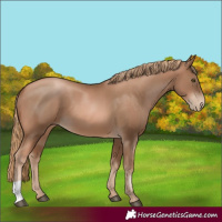 Horse Color:Liver Chestnut Pearl 