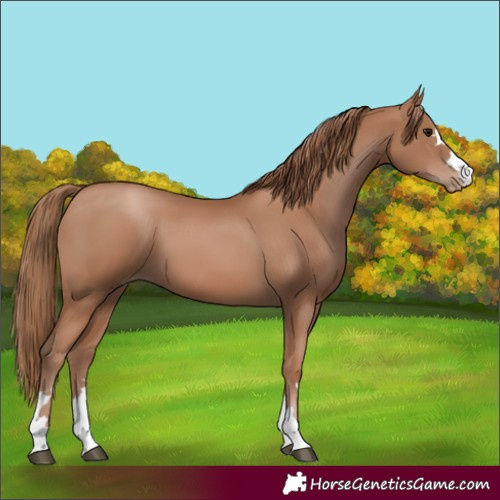 Horse Color:Black Pearl 