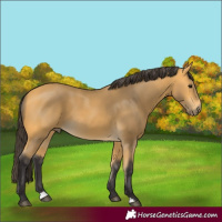 Horse Color:Buckskin