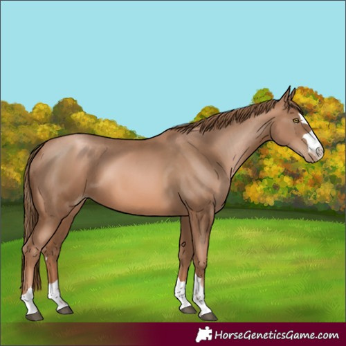 Horse Color:Liver Chestnut Pearl