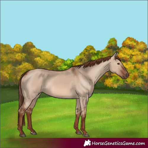 Horse Color:Red Dun 