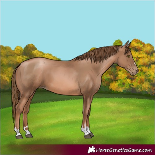 Horse Color:Liver Chestnut Pearl 