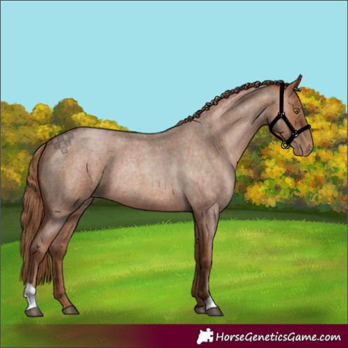 Horse Color:Brown Roan Pearl 