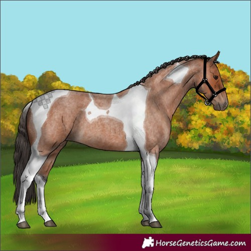 Horse Color:Bay Roan Tobiano