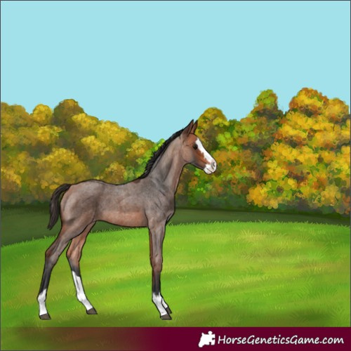 Horse Color:Bay Roan Splash Varnish