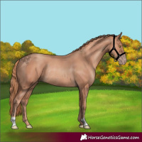 Horse Color:Gold Champagne Rabicano
