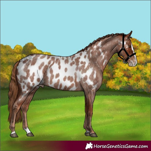 Horse Color:Red Roan Splash Appaloosa 