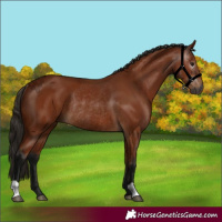Horse Color:Gray Bay Rabicano
