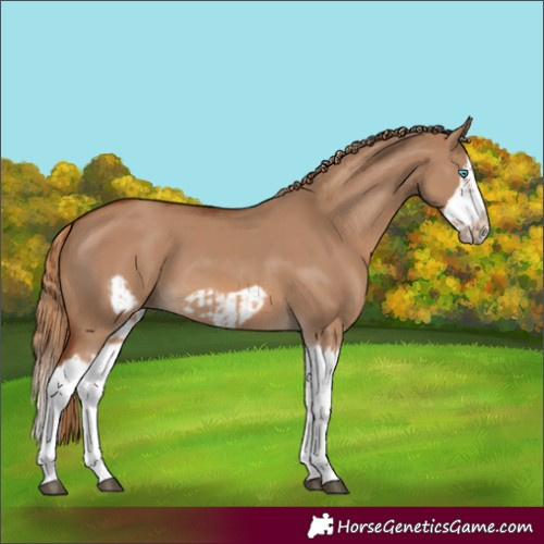 Horse Color:Red Dun Splash and Red Dun Splash Frame