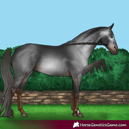 Horse Color:Gray Liver Chestnut