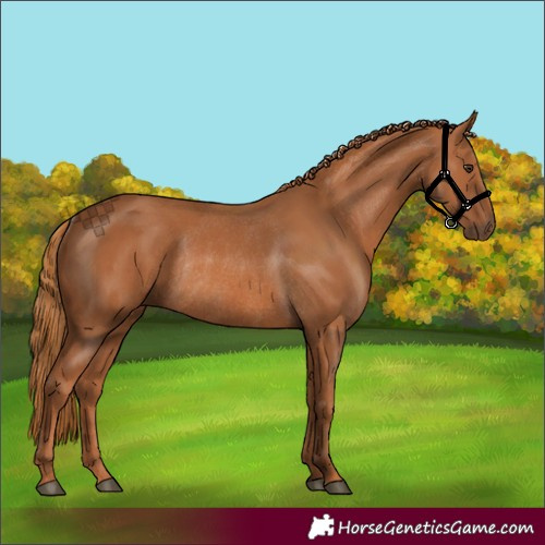 Horse Color:Chestnut Rabicano
