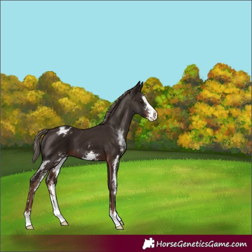 Horse Color:Liver Chestnut Sabino Splash Blanket