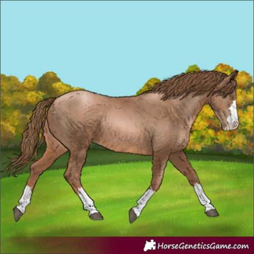 Horse Color:Liver Chestnut Pearl