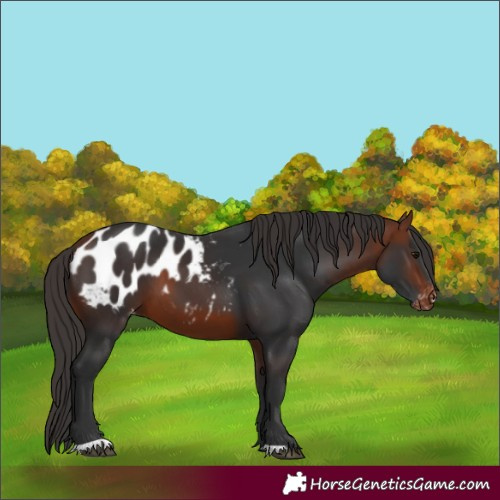 Horse Color:Bay Appaloosa