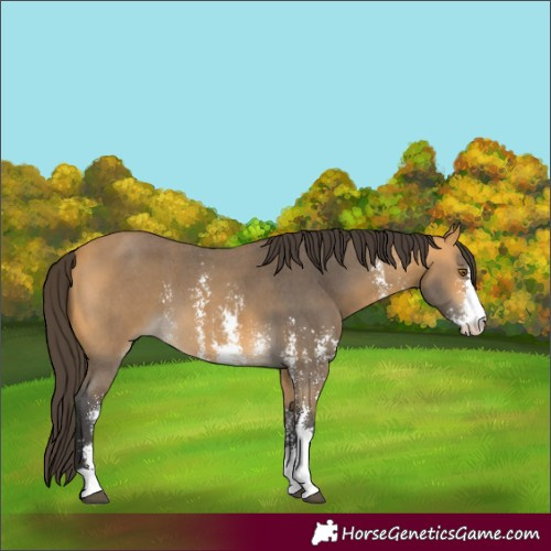 Horse Color:Buckskin Sabino 