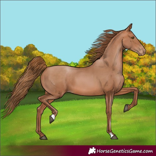 Horse Color:Bay Pearl