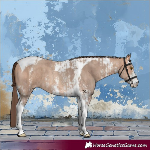 Horse Color:Amber Champagne Sabino Tobiano Appaloosa  and Amber Champagne Sabino Tobiano Appaloosa 