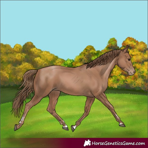 Horse Color:Black Pearl