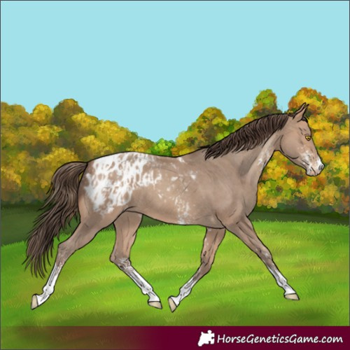 Horse Color:Amber Champagne Sabino Tobiano Appaloosa  and Amber Champagne Sabino Tobiano Appaloosa 