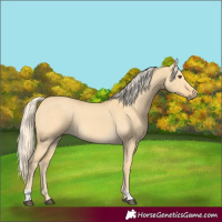 Horse Color:Palomino Dun 