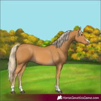 Horse Color:Palomino