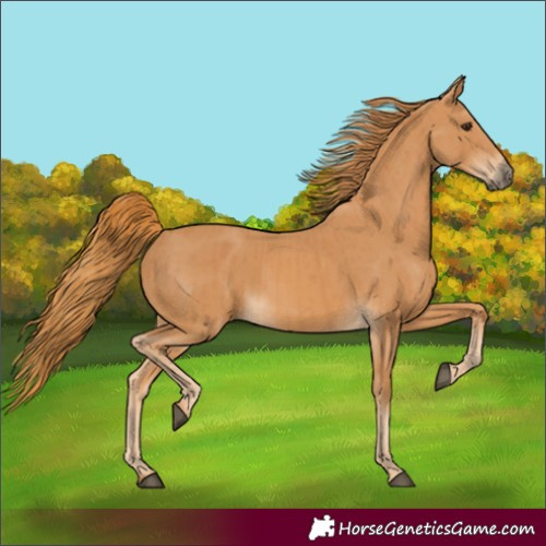 Horse Color:Chestnut and Chestnut