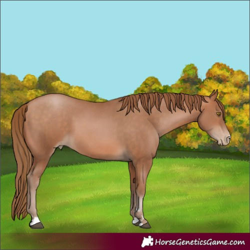 Horse Color:Bay Pearl 