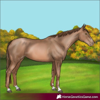 Horse Color:Liver Chestnut Pearl 