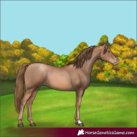 Horse Color:Liver Chestnut Pearl 