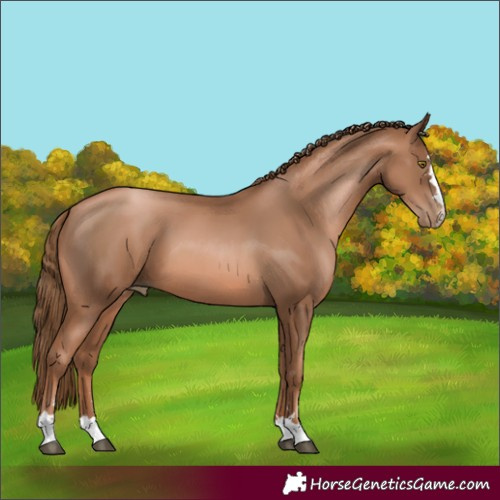 Horse Color:Liver Chestnut Pearl