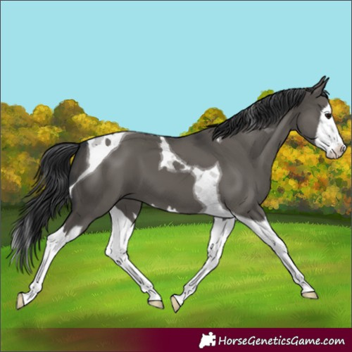 Horse Color:Grullo Splash Tobiano 