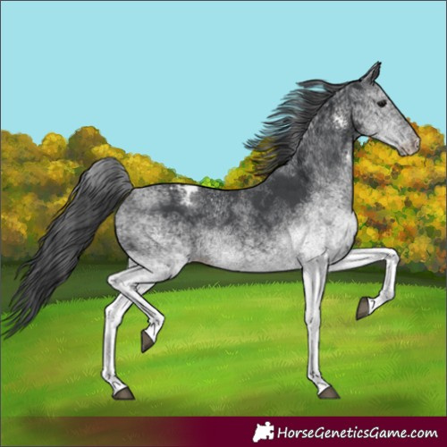 Horse Color:White Spotted Black Varnish
