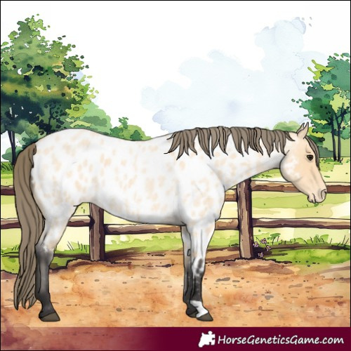 Horse Color:Buckskin Roan Appaloosa