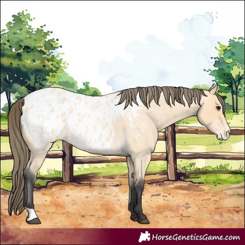 Horse Color:Buckskin Roan Appaloosa 