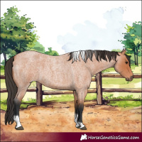 Horse Color:Bay Roan Tobiano 