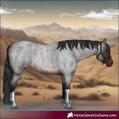 Horse Color:Brown Roan Tobiano 