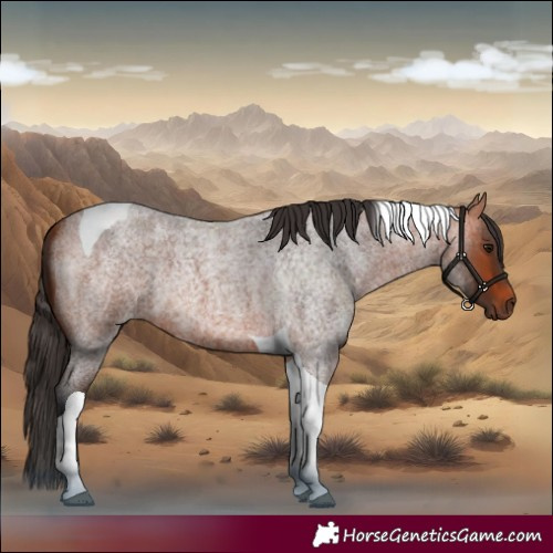 Horse Color:Bay Roan Tobiano 
