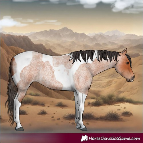 Horse Color:Bay Roan Tobiano