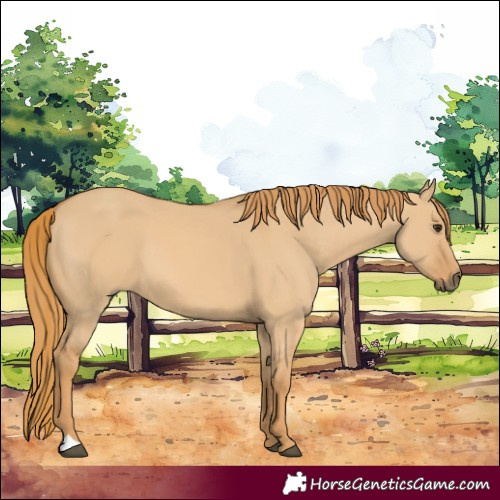 Horse Color:Red Dun 