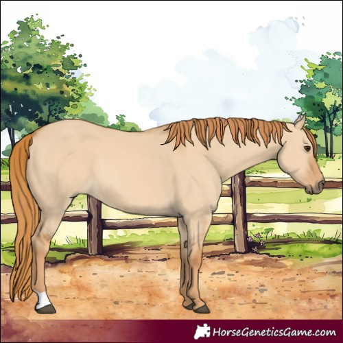 Horse Color:Red Dun 