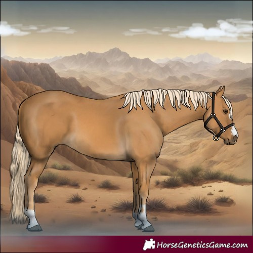 Horse Color:Palomino