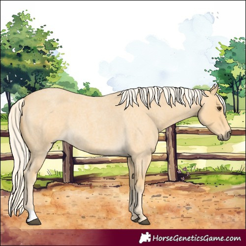Horse Color:Palomino Roan 