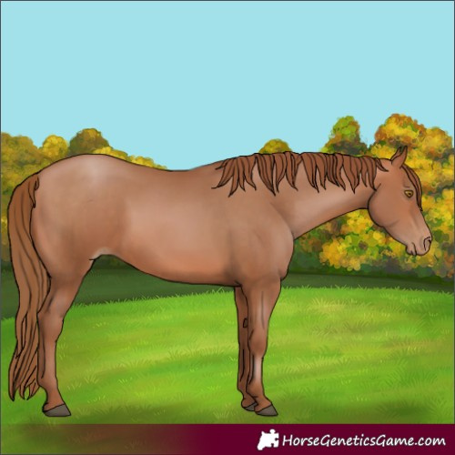 Horse Color:Brown Pearl 