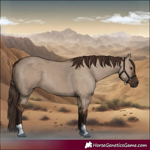 Horse Color:Liver Red Dun