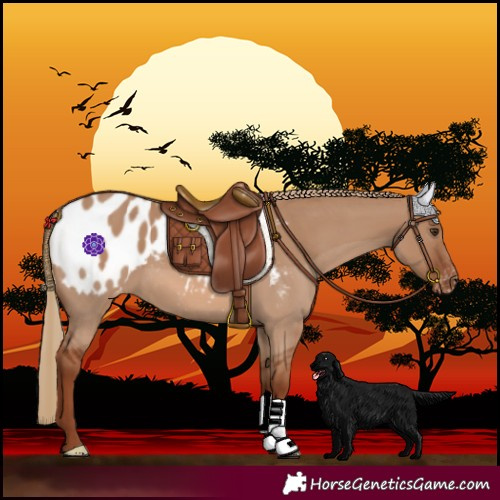 Horse Color:Red Dun Blanket