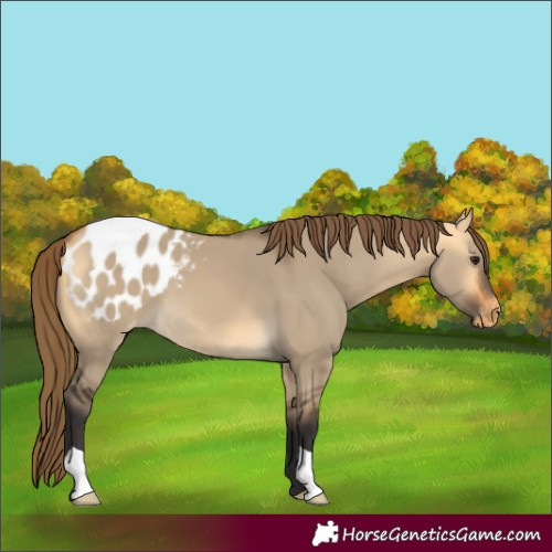 Horse Color:Buckskin Dun Appaloosa