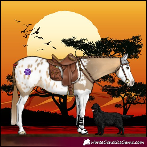 Horse Color:Buckskin Dun Splash Blanket